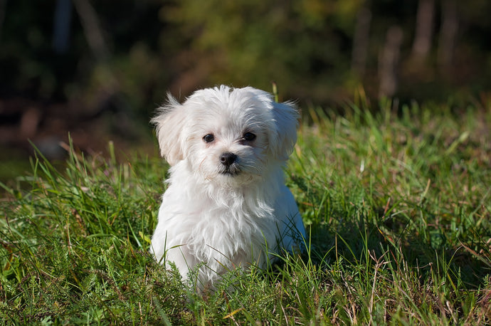 Navigating Pet Healthcare in Hawaii: Where to Buy Pet Meds in Hawaii