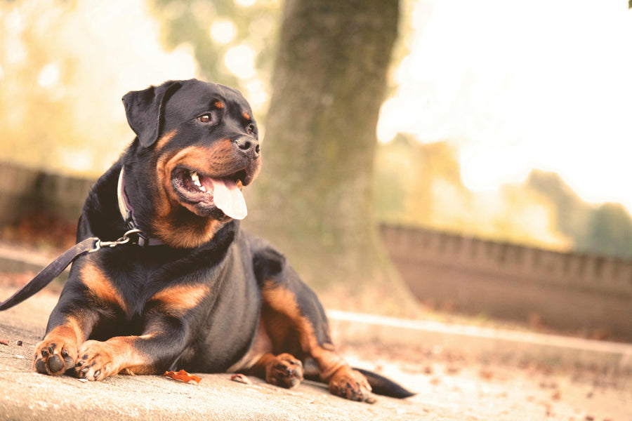 The Best Calming Treats for Large Dogs
