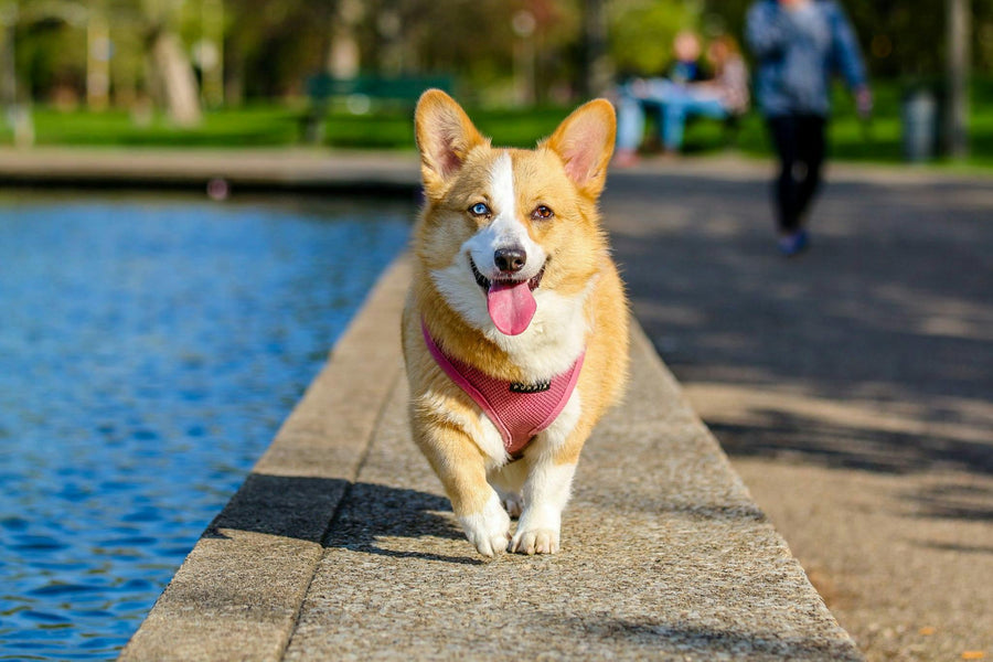 Compounding Pet Medications on Maui: What You Need to Know