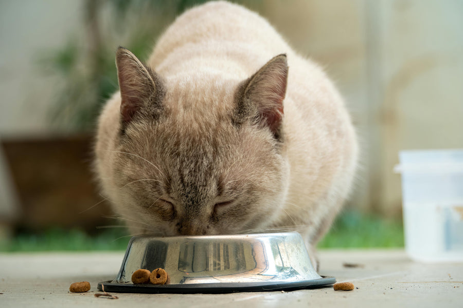 Foods to Hide Cat Liquid Medicine in Hawaii: A Simple Guide