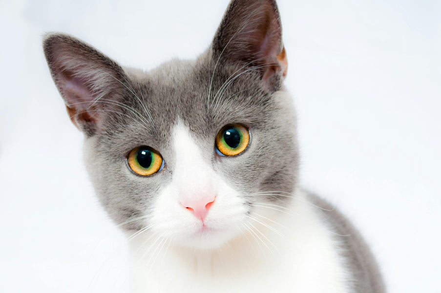 How to Give Cats Medicine Without Becoming Their Mortal Enemy