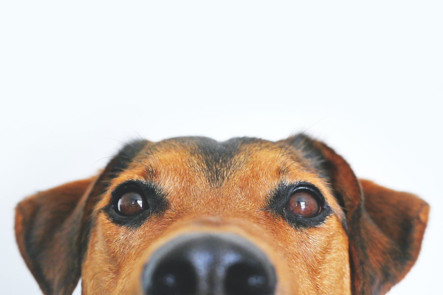 Local Pet Compounding Pharmacy on Maui