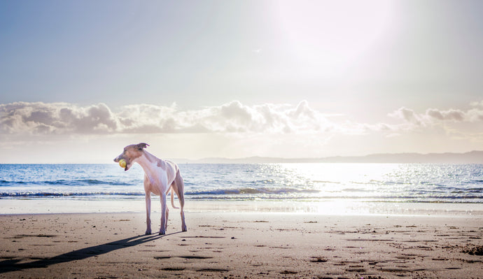 Surf's Up, Pups! Water Safety Tips for Dogs From a Pet Pharmacy “Near Me”