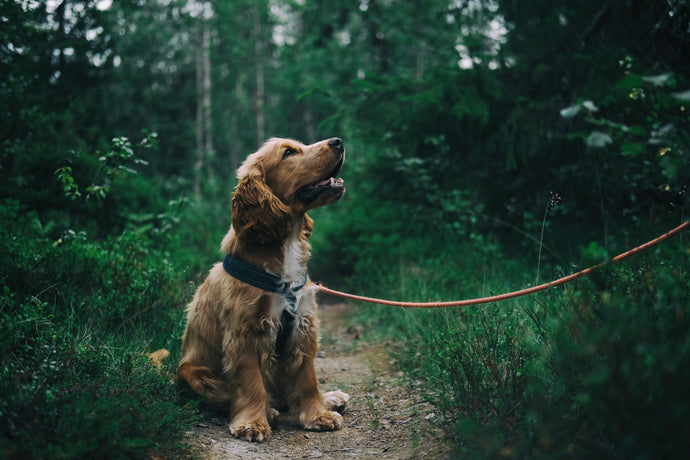 Unleash the Benefits of Our Wailea Pet Pharmacy